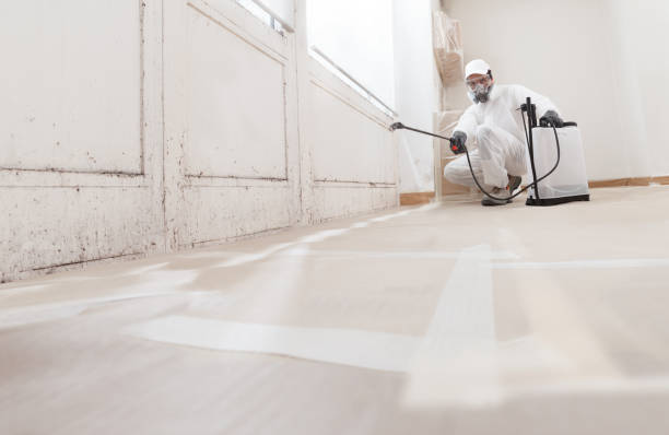 Black mold remediation team in Irving