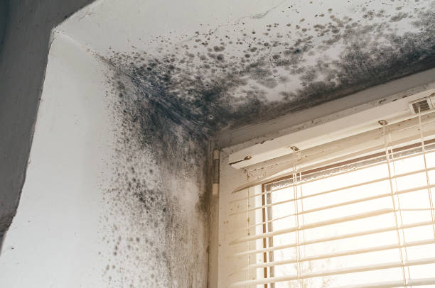 Mold Removal service in Irving